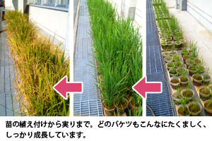 苗の植え付けから実りまで。どのバケツもたくましく、しっかり成長しています。