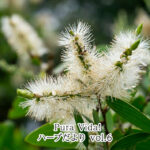 Vol6. ニアウリの精油が１本あると、感染症が心配なこの季節に役立ちます。